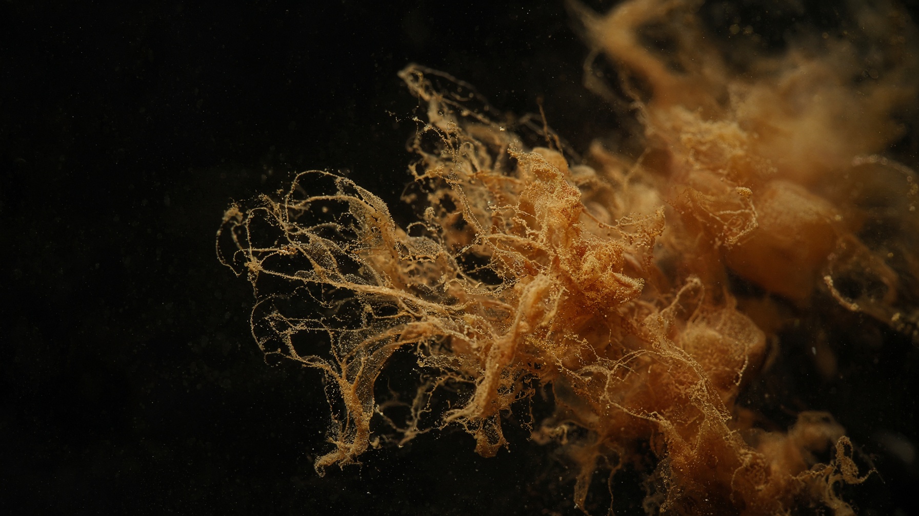 Gold-terracotta ink blooming into still black water.
